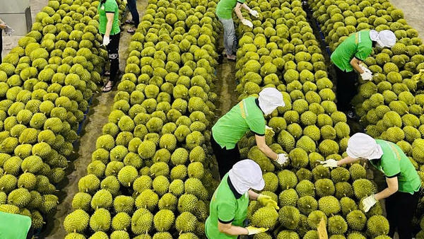 Xử lý thông tin sầu riêng vẫn loay hoay giải quyết chất vàng O