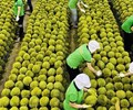 Xử lý thông tin sầu riêng vẫn loay hoay giải quyết chất vàng O 
