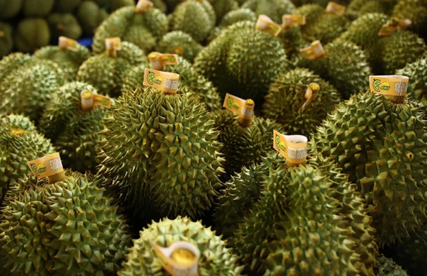 Thêm gần 1.000 mã sầu riêng Việt Nam được Trung Quốc phê duyệt