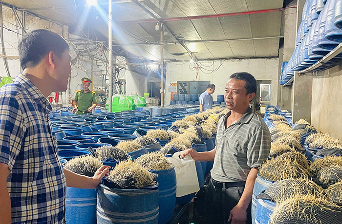 Lào Cai Phát hiện hai cơ sở sử dụng hóa chất cấm để sản xuất hàng trăm tấn giá đỗ