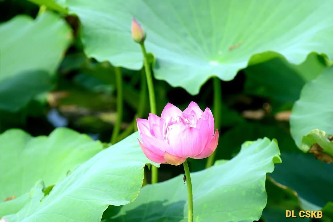 Đến hẹn lại lên Mùa sen Kiếp Bạc - Về với hương thơm thanh khiết