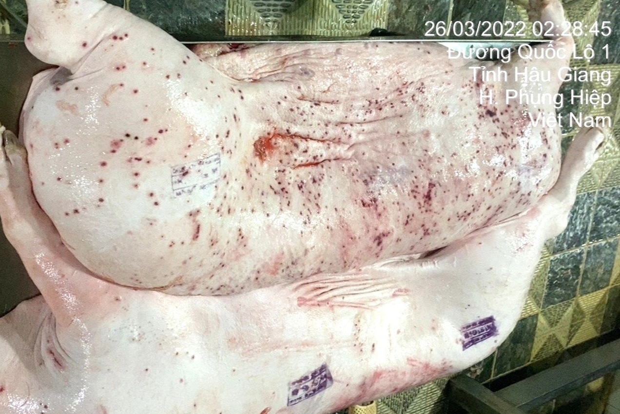 Vụ Công ty CP Việt Nam bị tố bán heo bệnh Hình ảnh là có thật, được chụp tại cơ sở gia công