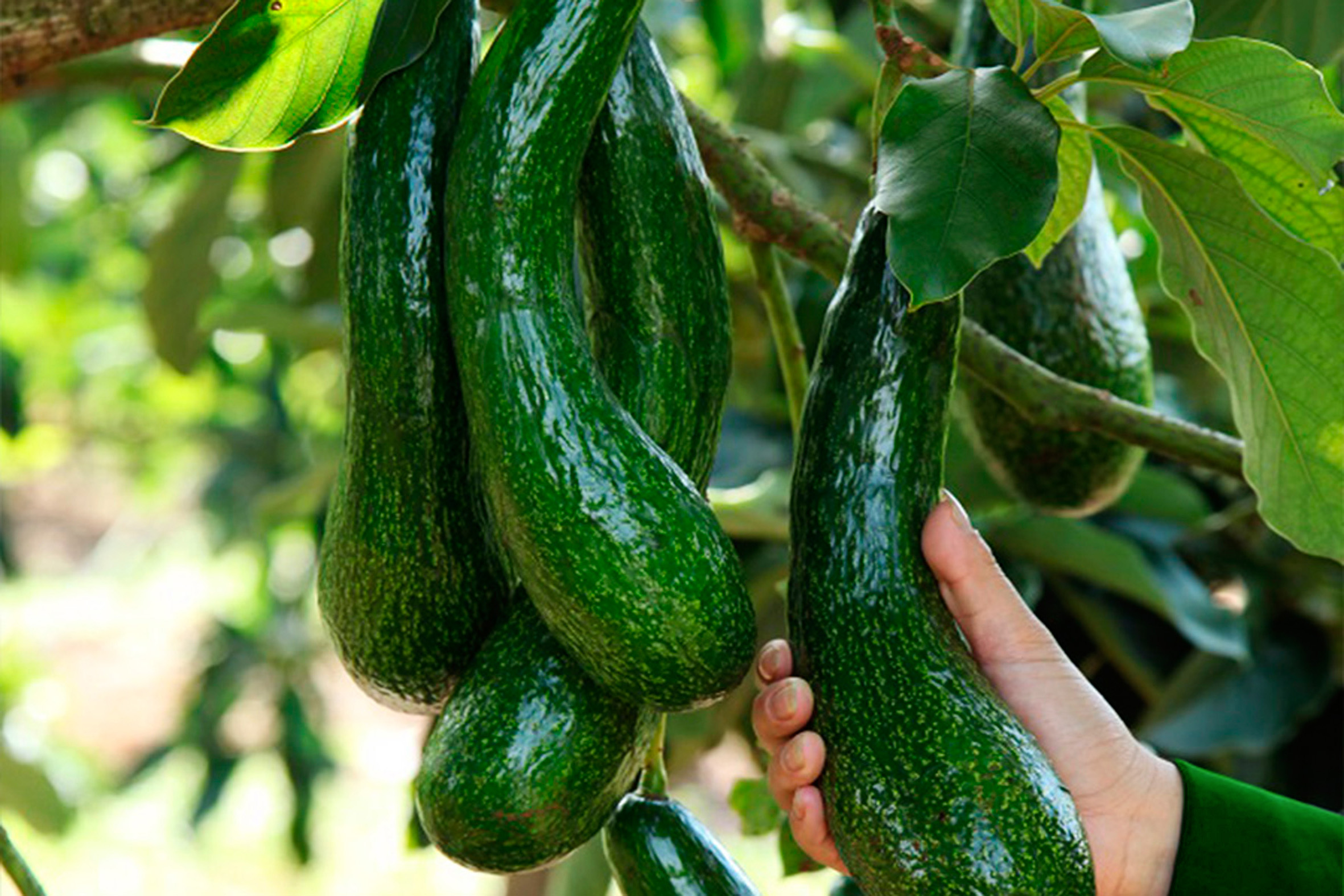 Tăng sức cạnh tranh cho sản phẩm OCOP Lâm Đồng