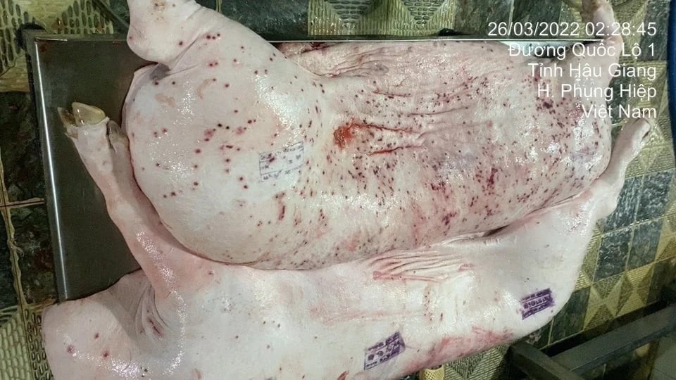 Đề nghị Bộ Công an vào cuộc vụ C.P. Việt Nam bị tố cáo bán thịt lợn bệnh