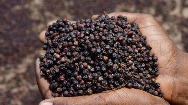 Giá tiêu hôm nay 166 Giá thu mua trung bình 137.200 đồngkg