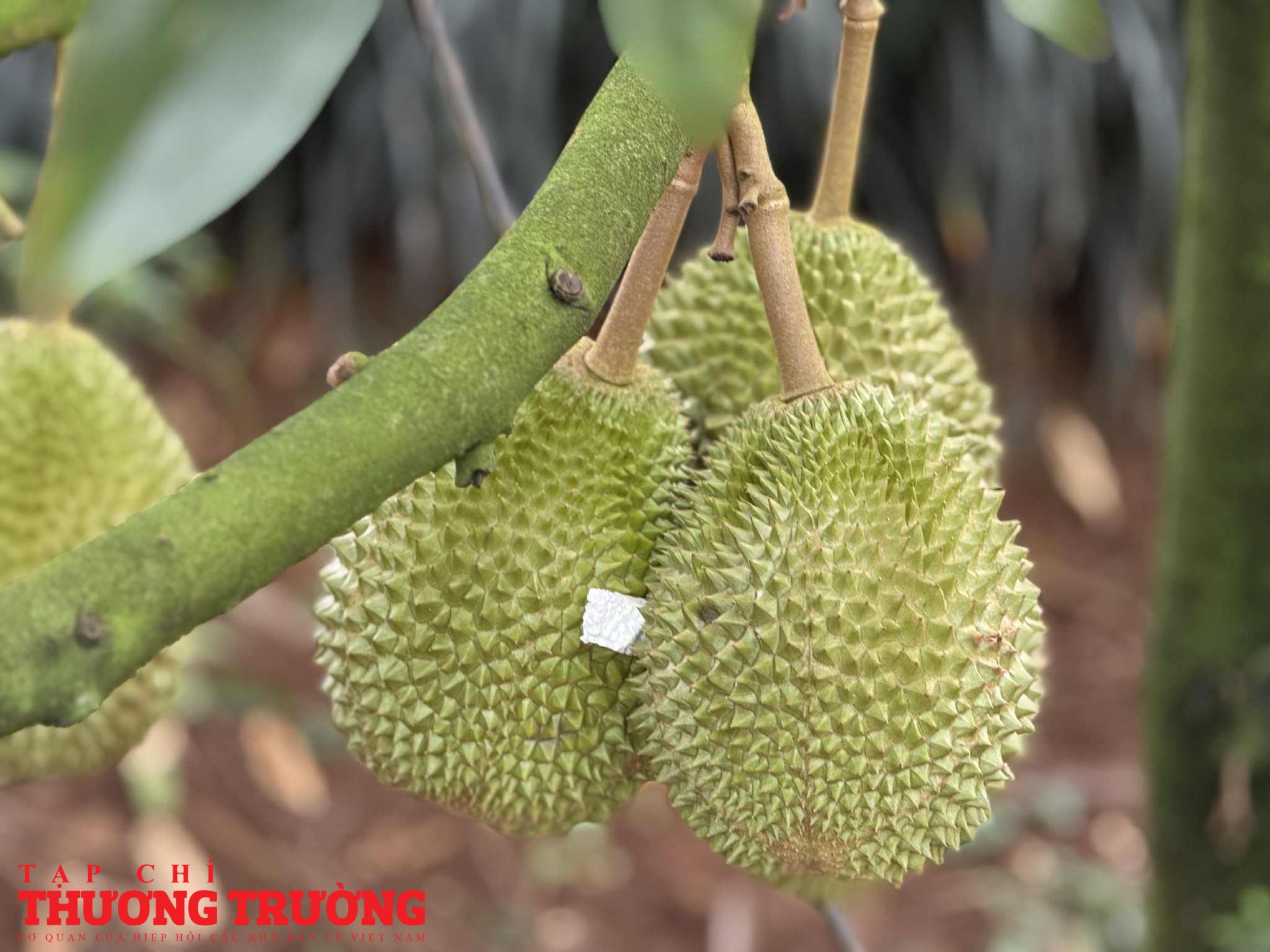 Nhà vườn chìm trong lo âu khi sầu riêng chưa kịp lớn đã bị sượng, thương lái bỏ cọc