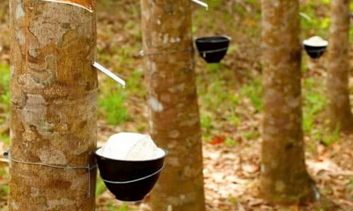 Giá cao su hôm nay 266 Đảo chiều tăng mạnh