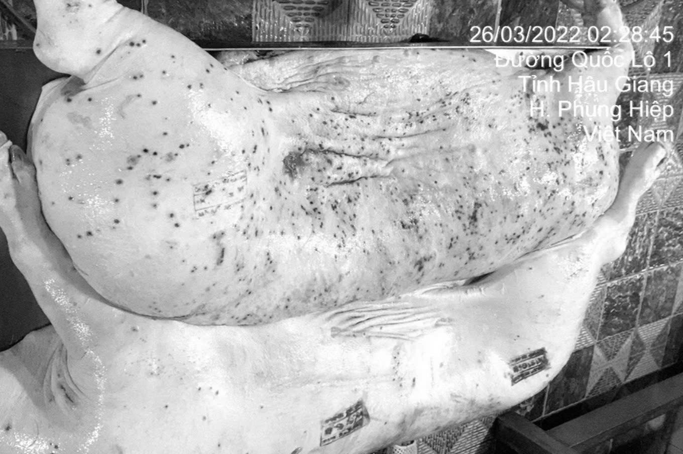 Nóng Kết luận chính thức của Công an Sóc Trăng về nghi vấn C.P bán thịt heo bệnh