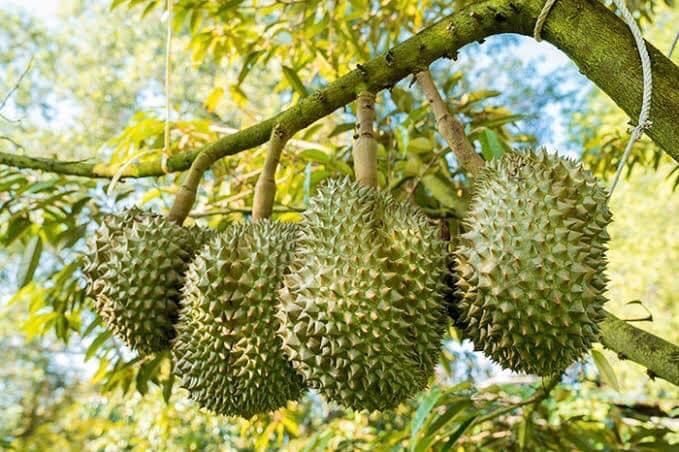 Giá sầu riêng hôm nay 107 Giảm nhẹ