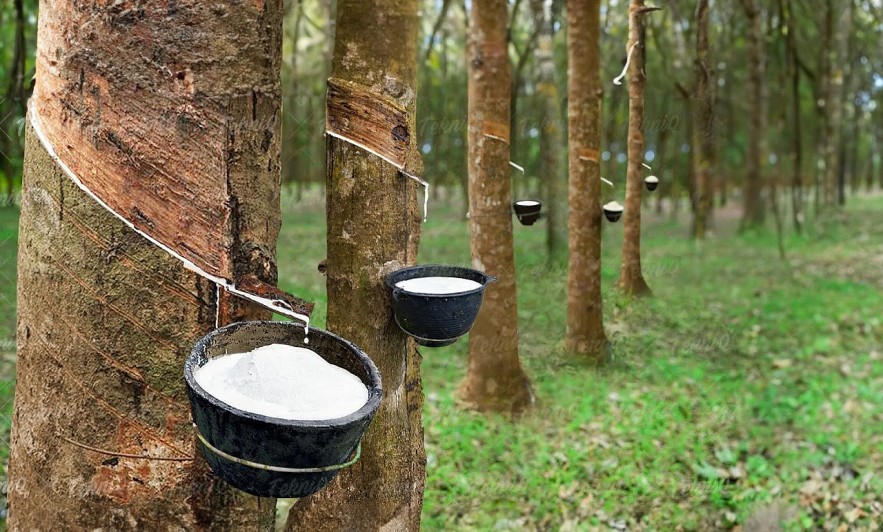 Giá cao su hôm nay 147 Thị trường không có biến động