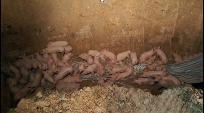 Tiêu huỷ khẩn cấp gần 200 con lợn nhiễm Dịch tả lợn Châu Phi tại Phú Thọ