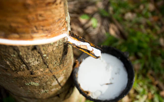 Giá cao su hôm nay 217 Kỳ vọng thị trường sẽ giữ xu hướng tăng