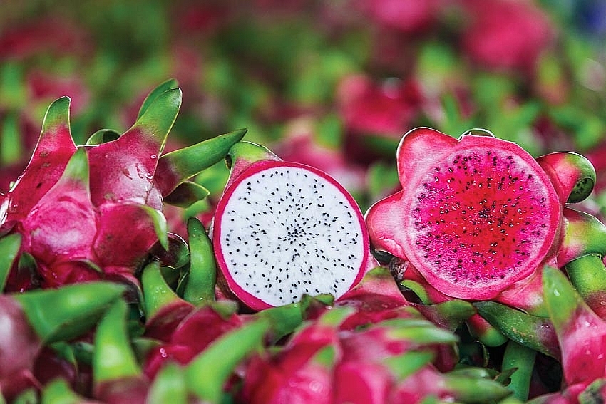 Thủ tướng chỉ đạo gỡ vướng cho thanh long, hồ tiêu xuất khẩu