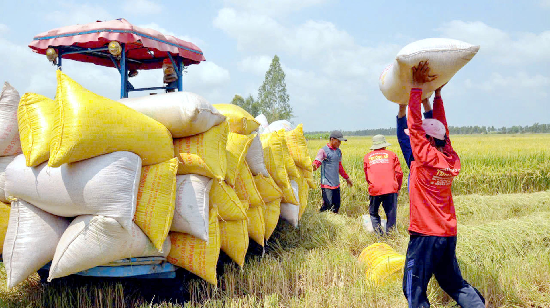 Giá lúa gạo hôm nay 287 Thị trường trong nước đi ngang