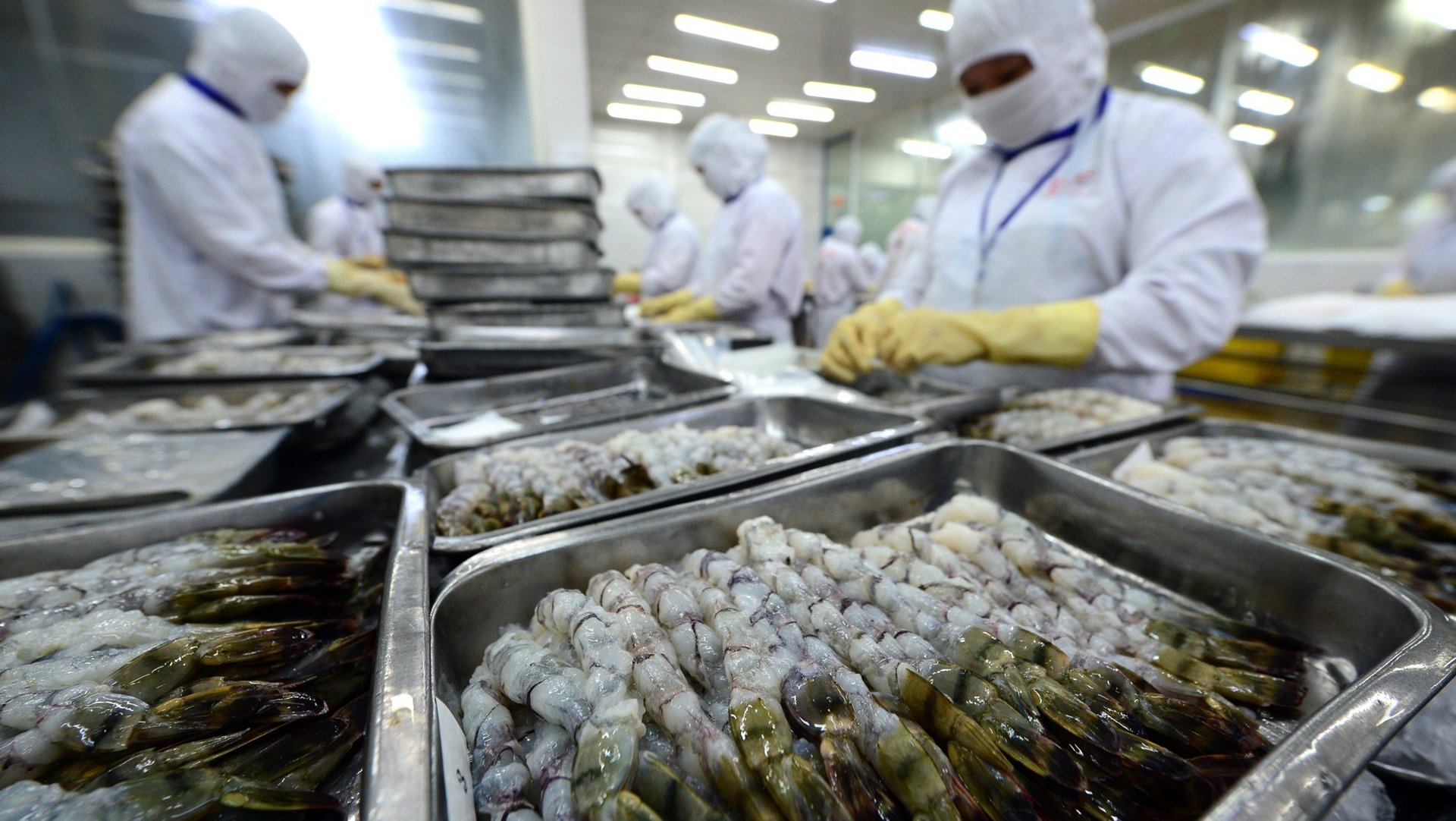 Tôm Việt tìm điểm tựa tại EU giữa vòng xoáy thuế quan