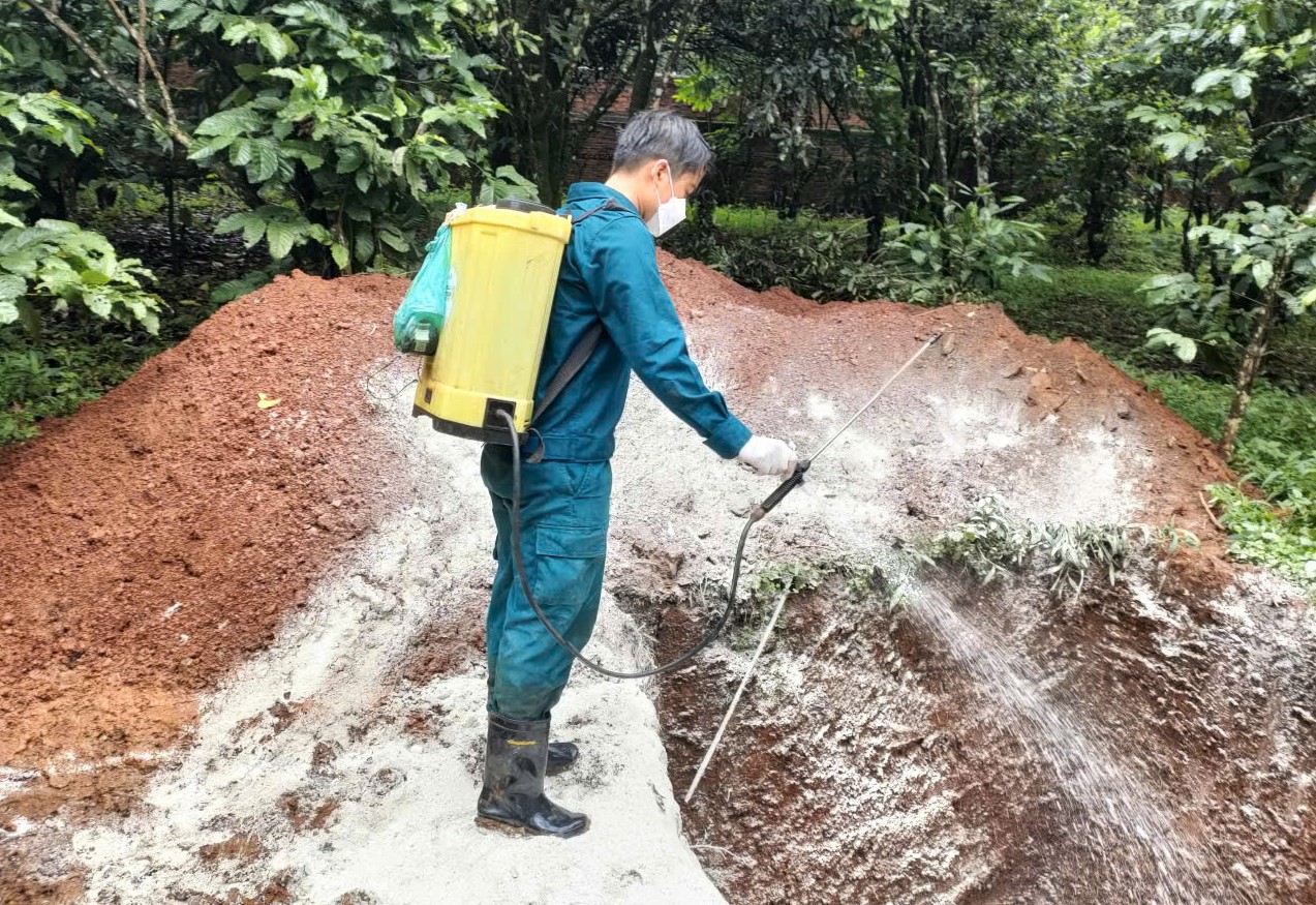 Dịch tả lợn Châu Phi bùng phát trở lại Hơn 73.000 con lợn bị tiêu hủy trong một tháng