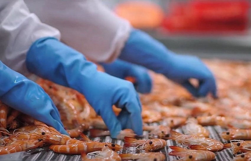 EU tăng mạnh nhập khẩu tôm, Việt Nam bứt tốc trong nhóm dẫn đầu