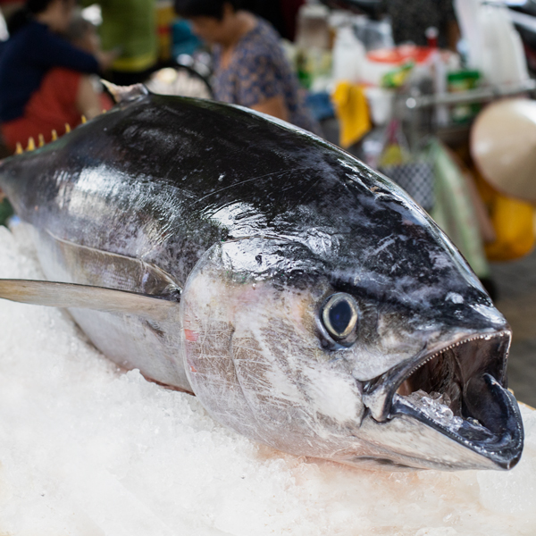 Thuế quan mới của Mỹ đe dọa thị phần cá ngừ Việt Nam