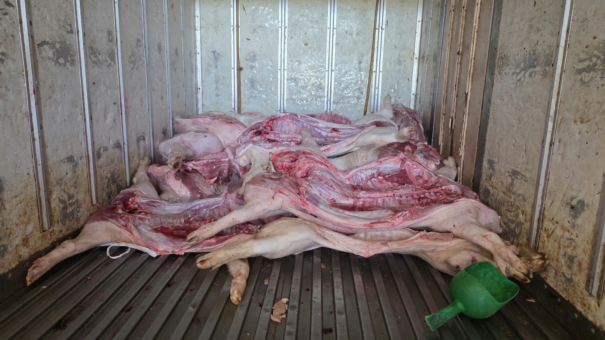 Gia Lai Phát hiện cơ sở giết mổ heo nhiễm dịch tả lợn châu Phi