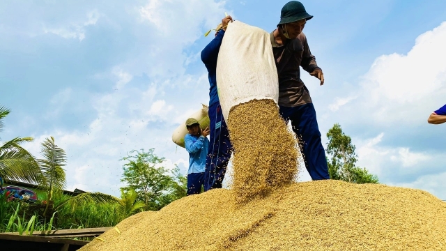 Giá lúa gạo hôm nay 118 Thị trường ổn định