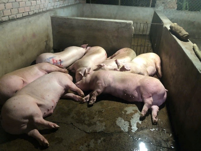 Đồng Nai Xử lý lò mổ heo không phép tại phường Long Bình