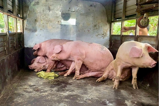 Lâm Đồng phát hiện xe tải chở lợn có dấu hiệu bệnh lý, nghi nhiễm dịch tả Châu Phi