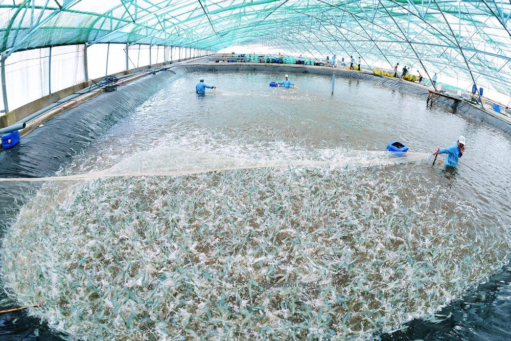 Trung Quốc Đông Dinh cấm nuôi tôm trong nhà kính vì lo ngại môi trường