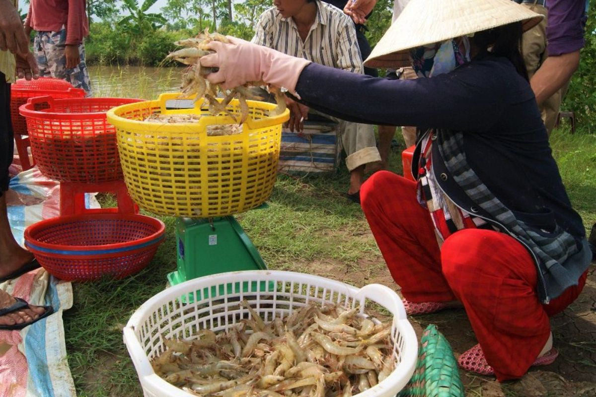  Mất lợi thế tại Mỹ, tôm Indonesia tìm đường sang Trung Quốc và EU