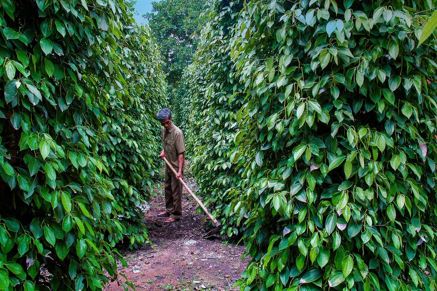 Giá tiêu hôm nay 148 Trong nước ổn định