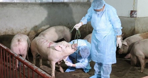 Tây Ninh Triển khai các giải pháp phòng, chống bệnh dịch tả lợn châu phi