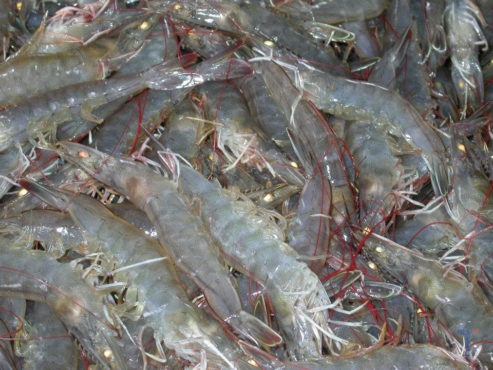 Xuất khẩu tôm đạt 25 tỷ USD sau 7 tháng Tăng mạnh ở châu Á lao đao ở Mỹ vì thuế 20