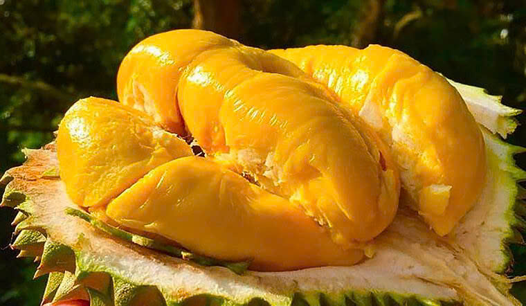 Giá sầu riêng hôm nay 258 Sầu riêng Musang King nhích nhẹ