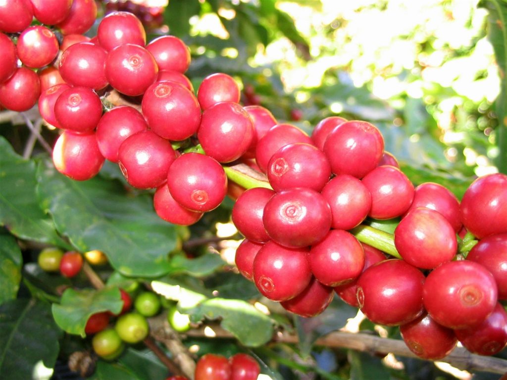 Giá cà phê ngày 288 Hai sàn tăng mạnh, Robusta vượt mốc 5.000 USDtấn
