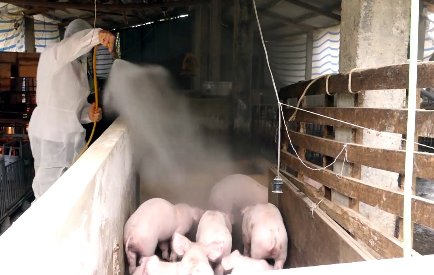 Dịch tả lợn châu Phi lan rộng, Tuyên Quang siết chặt quản lý