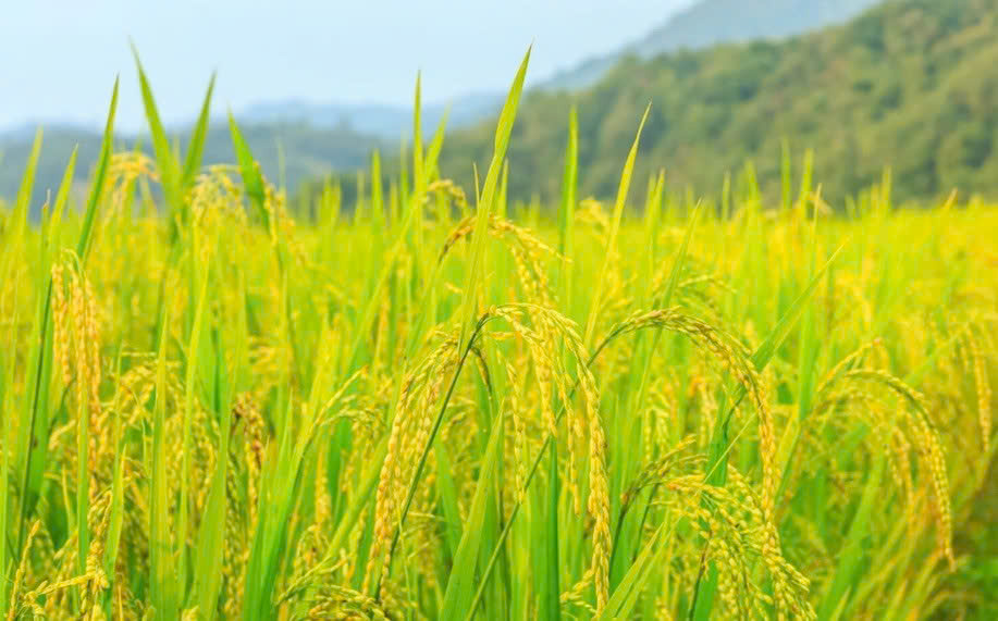 Giá lúa gạo hôm nay 139 Thị trường trong nước đi ngang