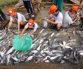 Cá tra Việt Nam tái định vị trên bản đồ thương mại toàn cầu 