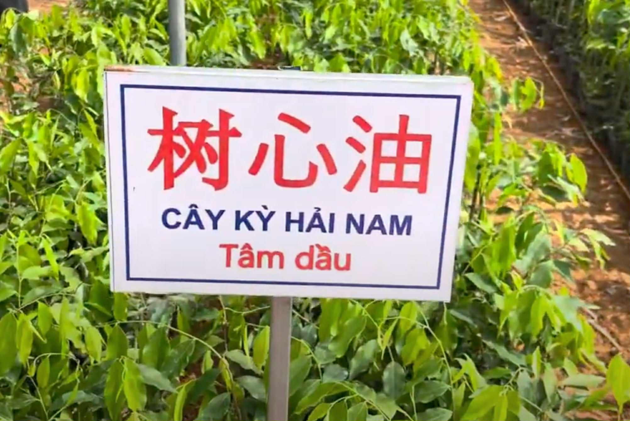 Cảnh báo “sốt ảo” cây Kỳ Hải Nam không rõ nguồn gốc xuất xứ