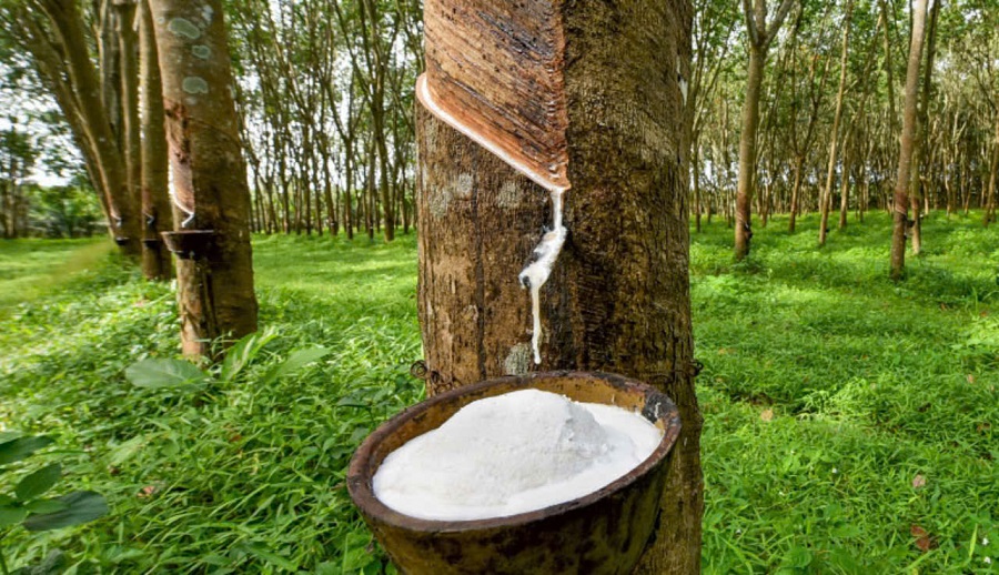 Giá cao su hôm nay 229 Giảm trên các sàn giao dịch