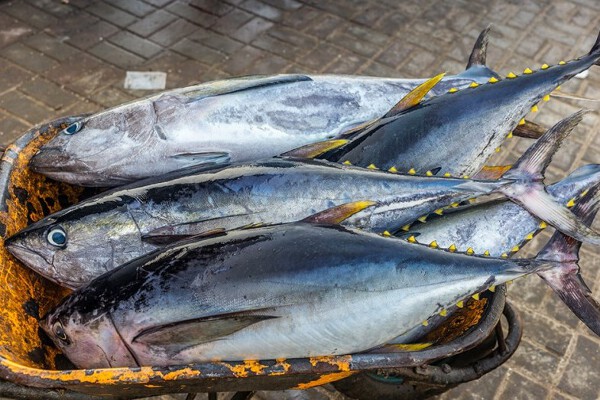 Cá ngừ Việt Nam tìm đường bứt phá tại Trung Đông – châu Phi