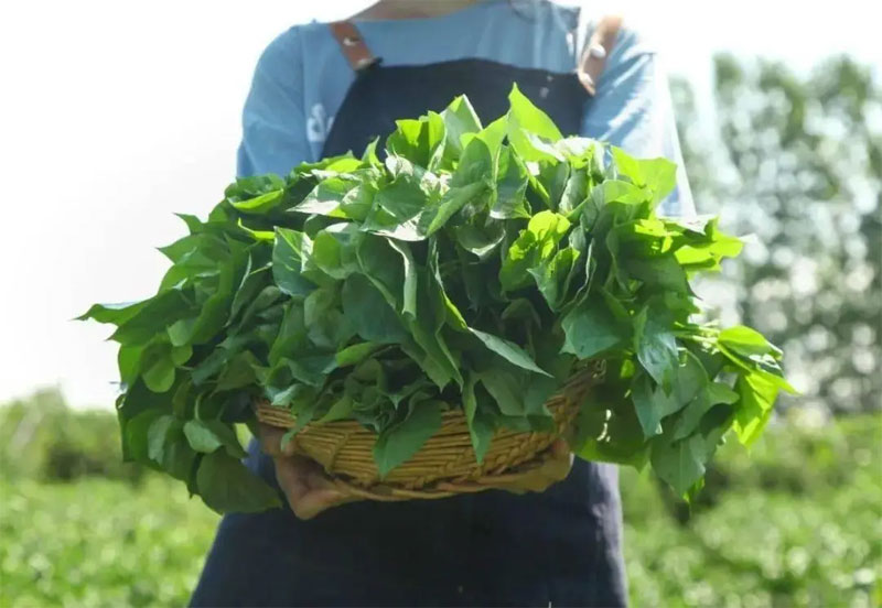 Không phải nhân sâm, đây là loại rau trường thọ, giá rẻ bèo giúp ngăn ngừa ung thư, tăng cường sức đề kháng