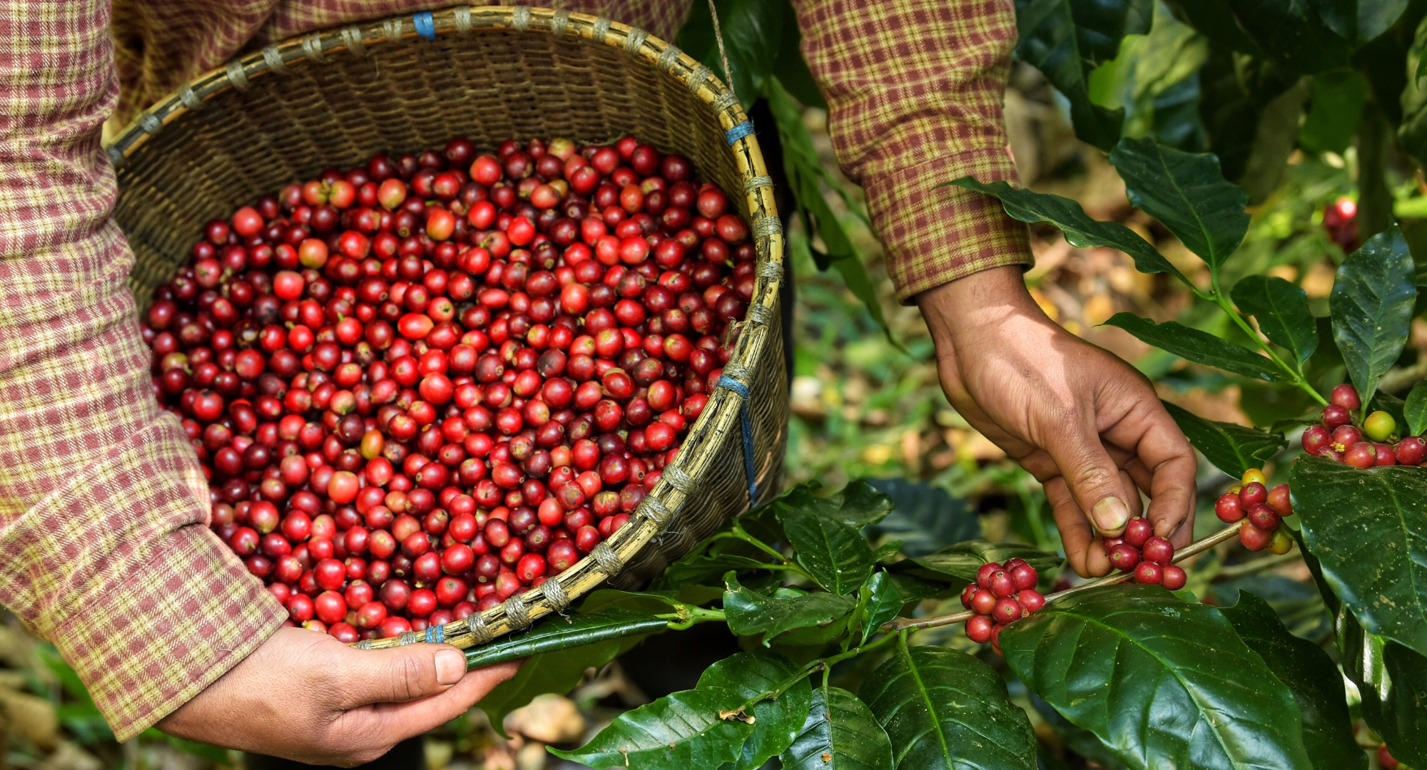 Xuất khẩu cà phê Việt Nam cán mốc gần 7 tỷ USD, bùng nổ cả lượng lẫn giá