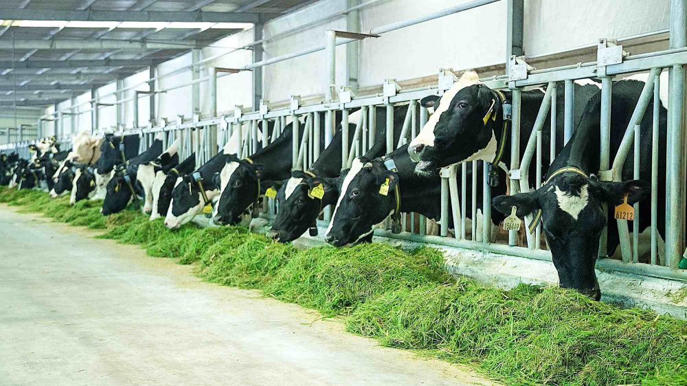Sữa Quốc tế LOF (IDP) bị phạt 185 triệu đồng giữa lúc lợi nhuận lao dốc