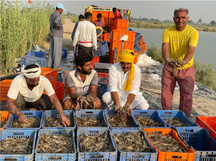Giá tôm tại Mỹ tăng vọt do thuế quan áp lên Ấn Độ