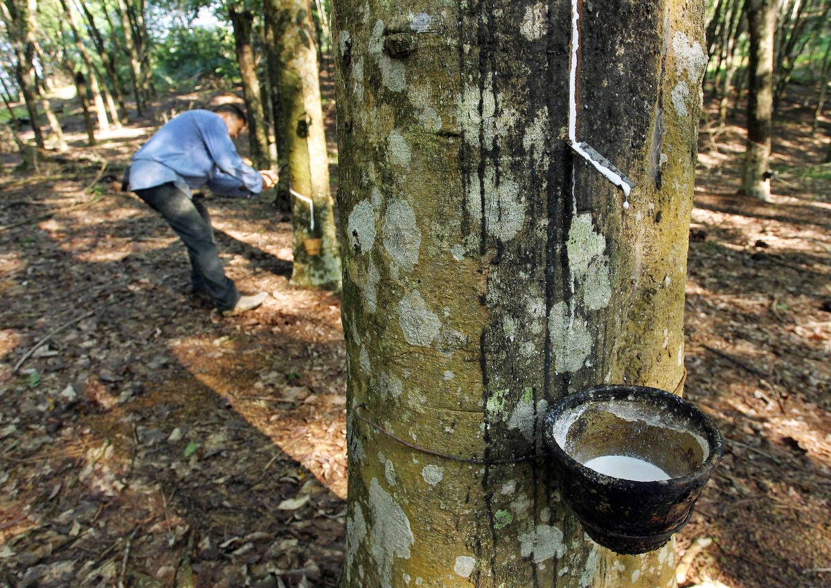 Giá cao su hôm nay 810 Đồng loạt giảm trên các sàn giao dịch