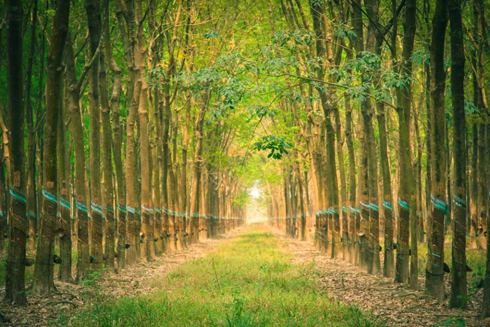 Giá cao su hôm nay 1610 Nhật Bản lấy lại mốc 307 yênkg