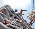 Xuất khẩu gạo Việt Nam gặp khó khi Philippines và Indonesia siết nhập khẩu 