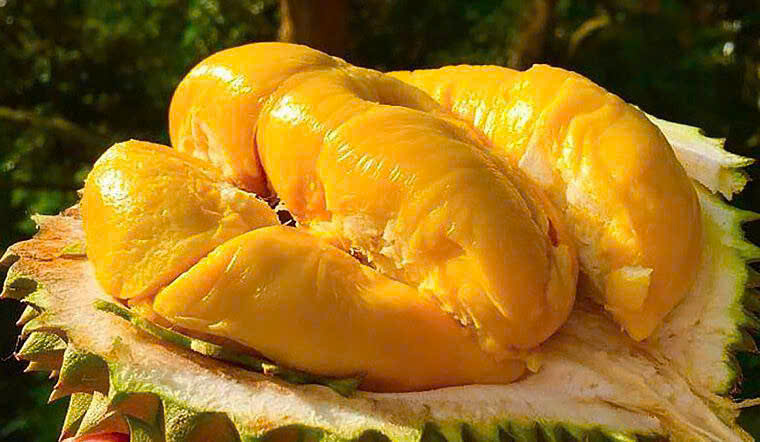 Giá sầu riêng hôm nay 2310 Musang King tiếp tục giữ vị trí cao nhất