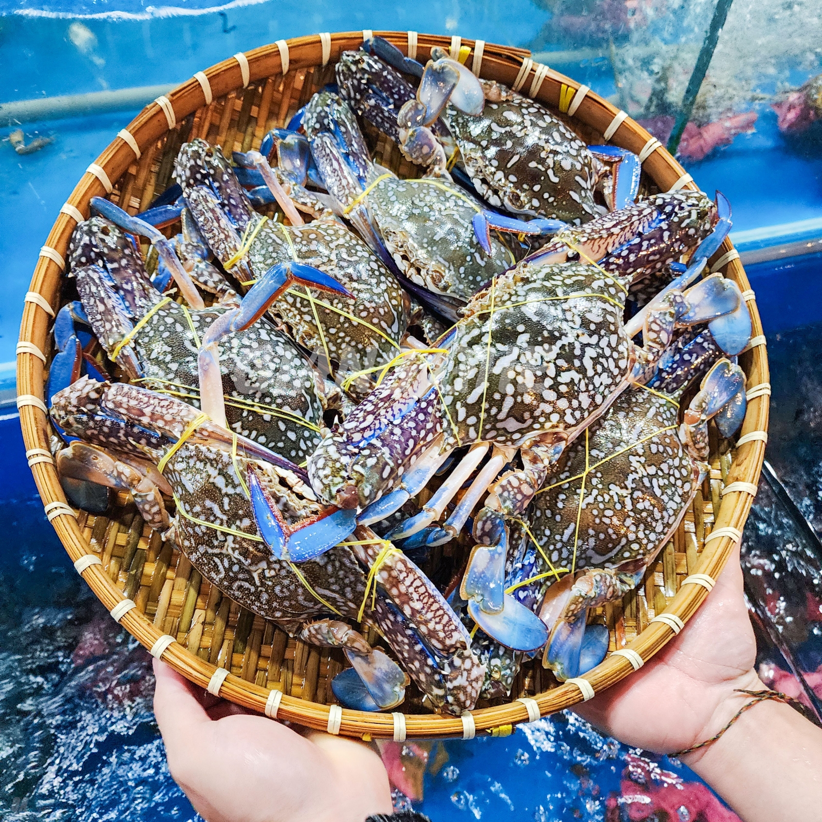 Xuất khẩu ghẹ phục hồi nhẹ, tín hiệu tích cực từ thị trường EU và CPTPP