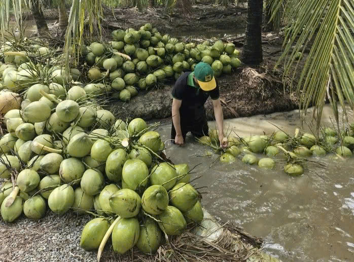 Giá dừa tươi lao dốc, ngành dừa đứng trước nguy cơ bị thanh lọc mạnh