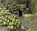Giá dừa tươi lao dốc ngành dừa đứng trước nguy cơ bị thanh lọc mạnh 